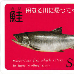 Salmon playing cards