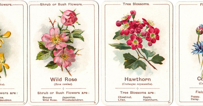 トランプ FLORA Flora — The World of Playing Cards