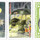 My Neighbor Totoro Cards