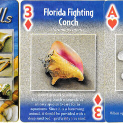 Seashells playing cards