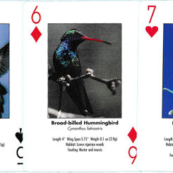 Hummingbirds of the Americas