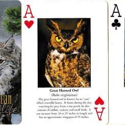 North American wildlife playing cards