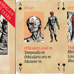 Vesalius Anatomy Card Game