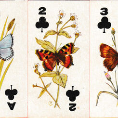 Sweetule Natural History cards
