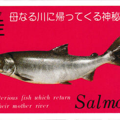 Salmon playing cards