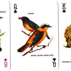 Birds of Southern Africa