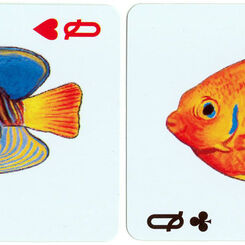 Marine Lives of Maldives