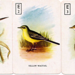 British Birds