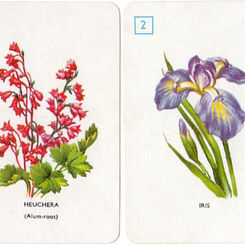 Garden Flowers