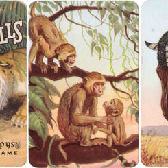 Jungle Thrills & Safari