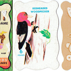 Animal Rummy