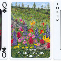 Wild Flowers of America
