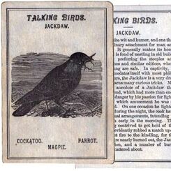 Avilude or Game of Birds