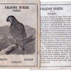 Avilude or Game of Birds