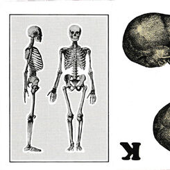Carte Osteologiche