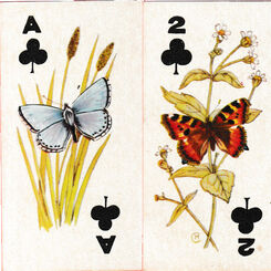 Sweetule Natural History cards