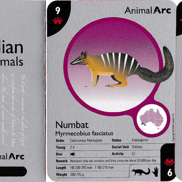 Unique Australian Animals