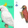 Birds playing cards