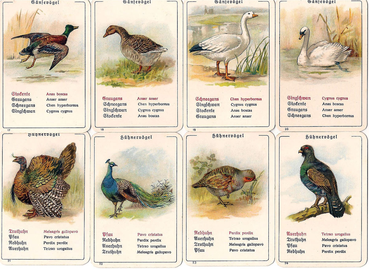 Dondorf’s “Die Vogel-Welt” No. 351 card game, c.1905