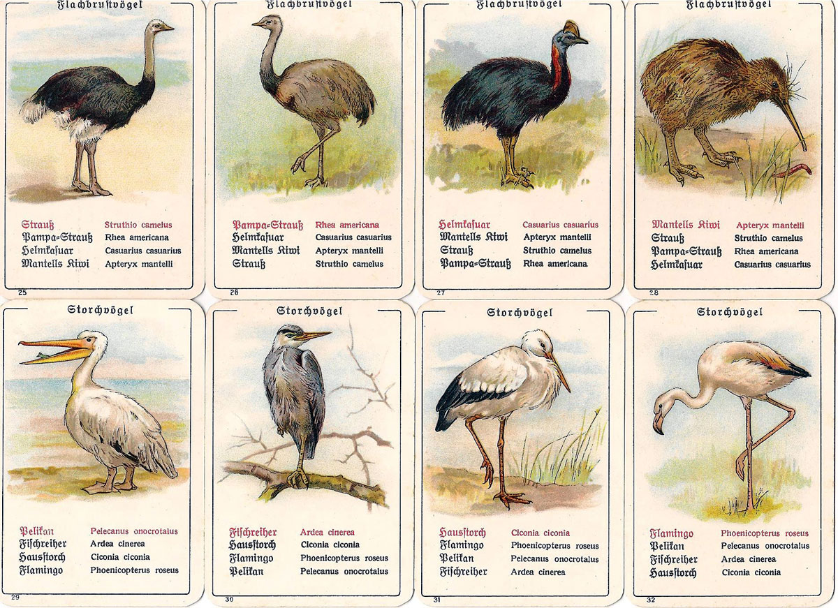 Dondorf’s “Die Vogel-Welt” No. 351 card game, c.1905 Dondorf’s “Die Vogel-Welt” No. 351 card game, c.1905