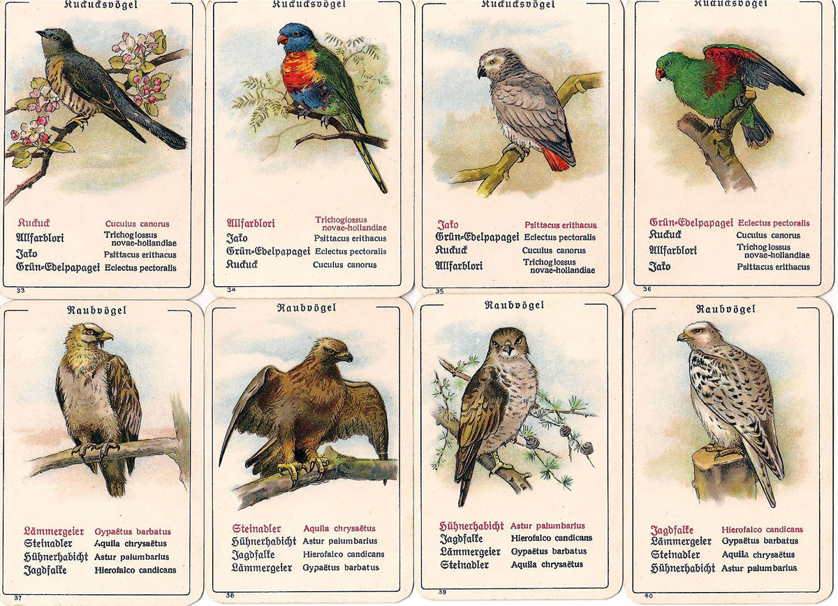 Dondorf’s “Die Vogel-Welt” No. 351 card game, c.1905