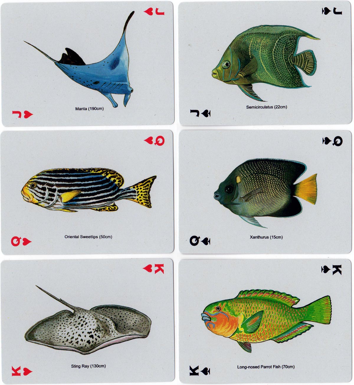 Fish Playing Cards by Bamboo