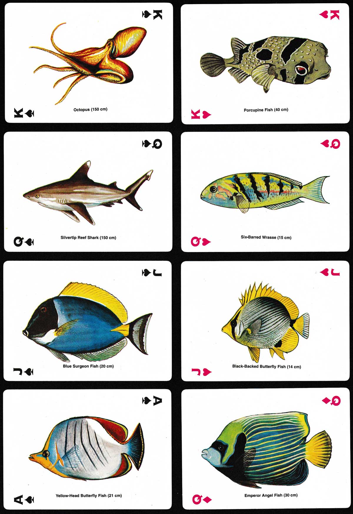 Fish Playing Cards by Parksons Games, Mumbai, India, for Ismail Rasheed Souvenirs, Male, Maldives, c.2005