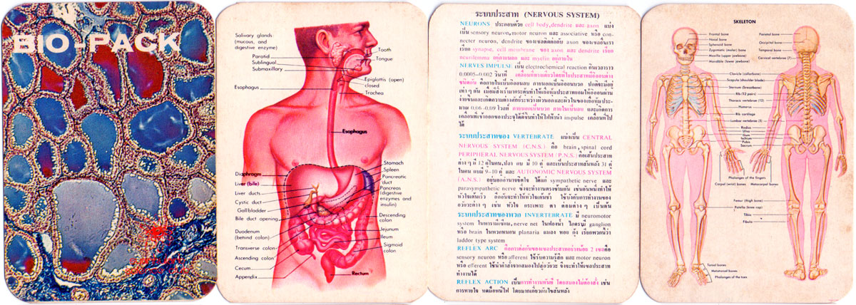 Bio-Pack flashcards produced for Thai biology students