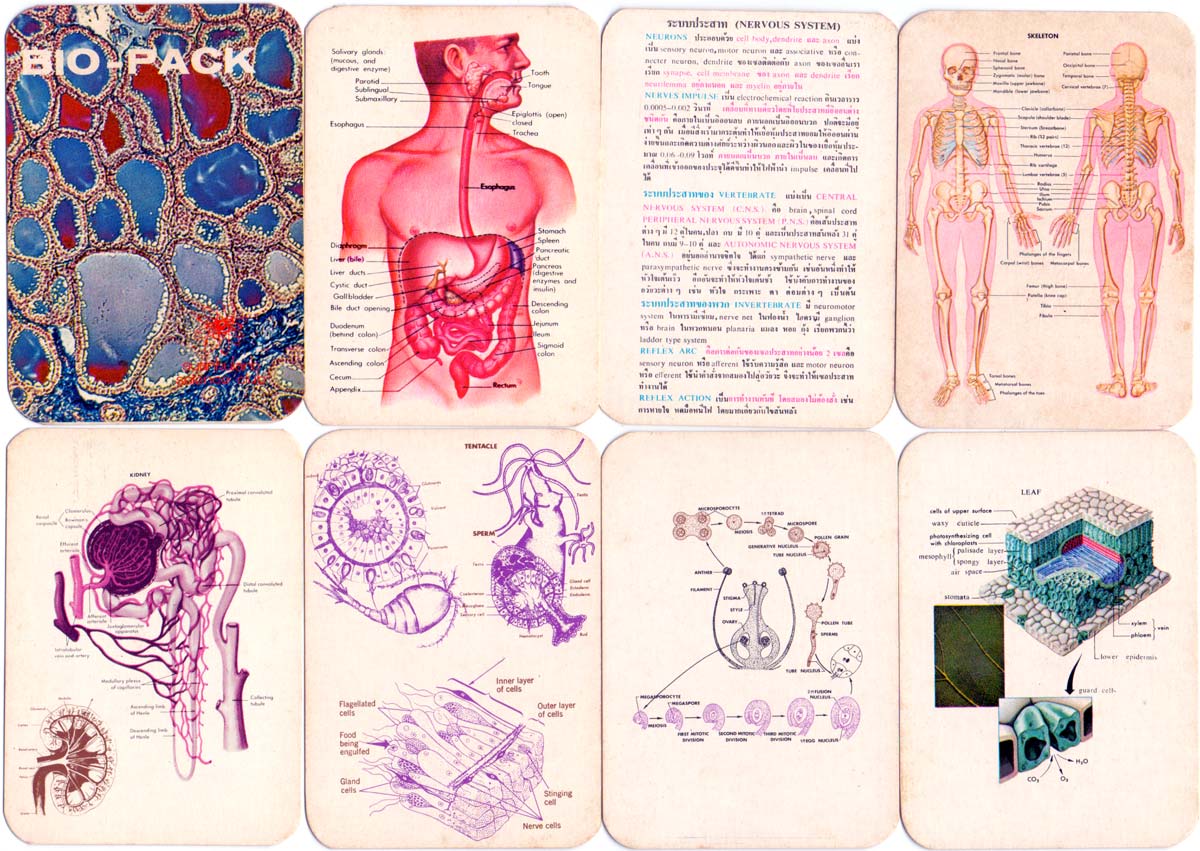 Bio-Pack biology flashcards produced for Thai students