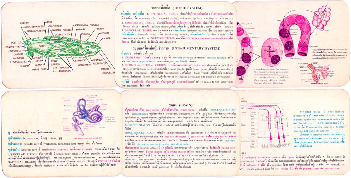 Bio-Pack biology flashcards produced for Thai students