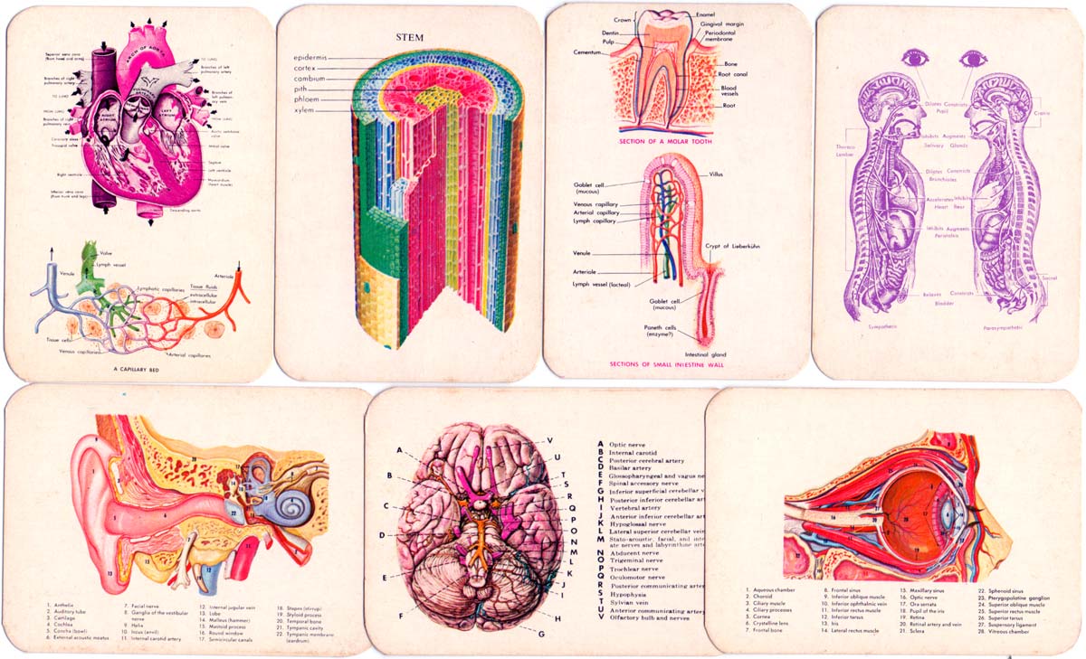 Bio-Pack biology flashcards produced for Thai students