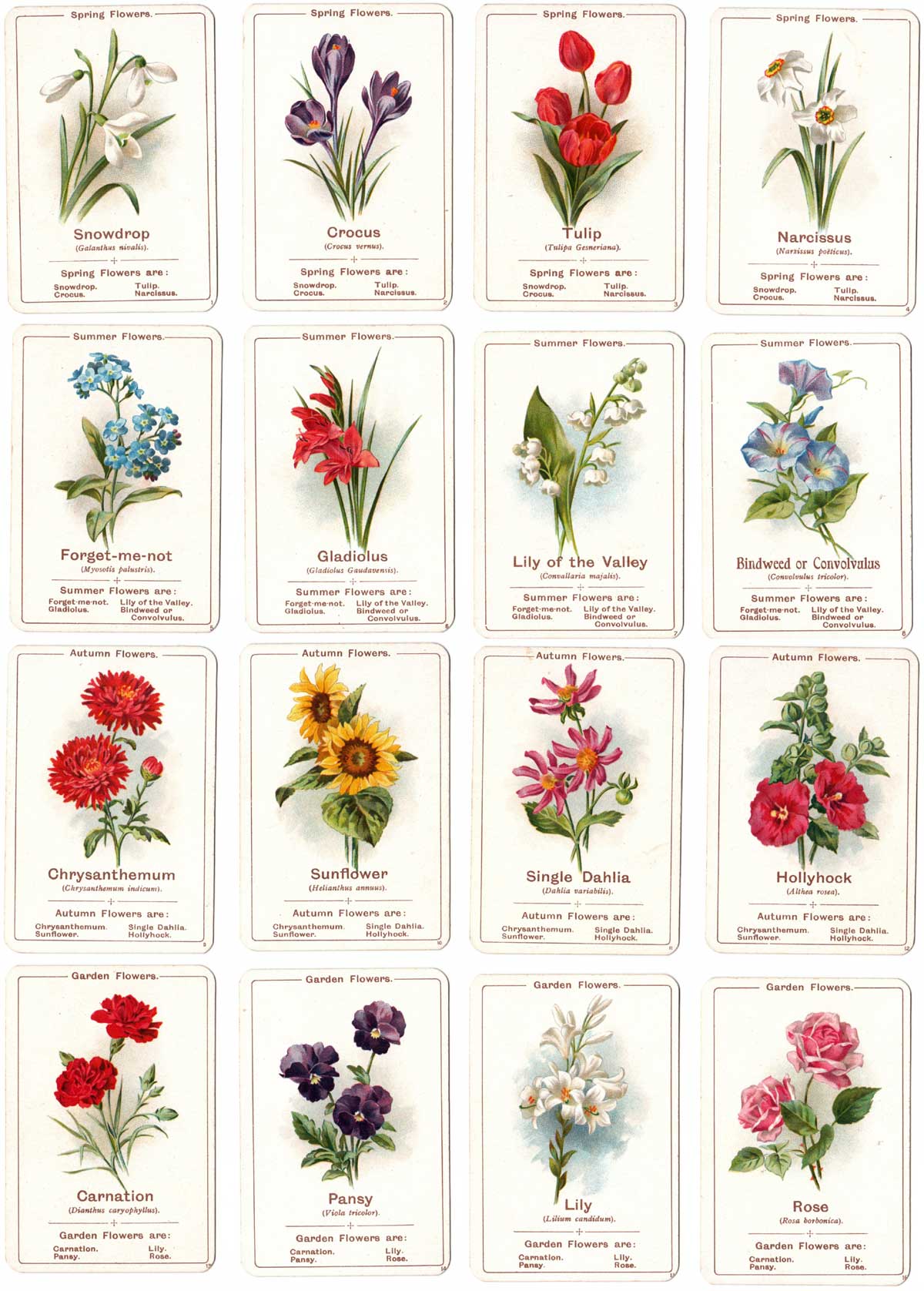 ‘Flora’ card game published by C.W. Faulkner, printed by Dondorf, 1903