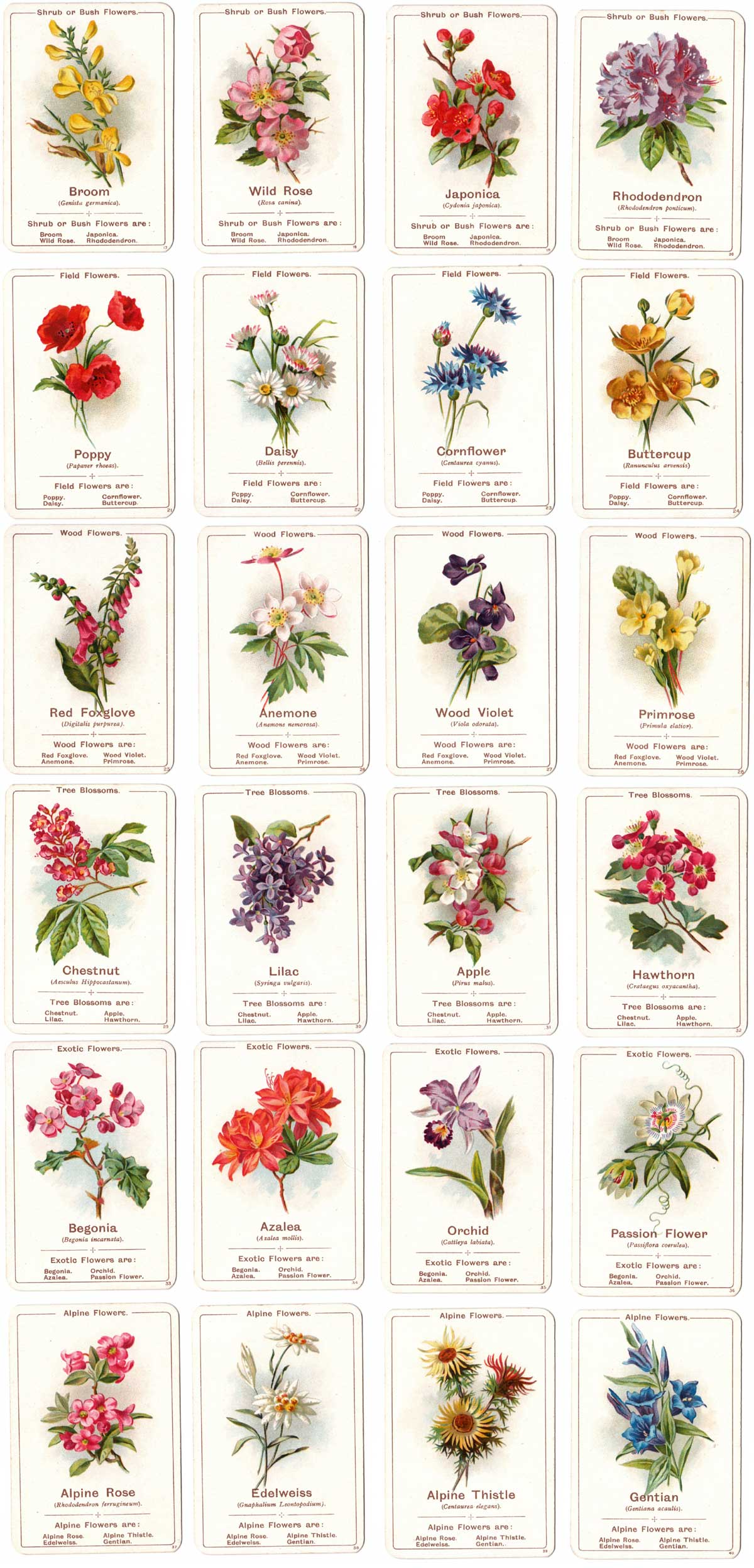 ‘Flora’ card game published by C.W. Faulkner, printed by Dondorf, 1903