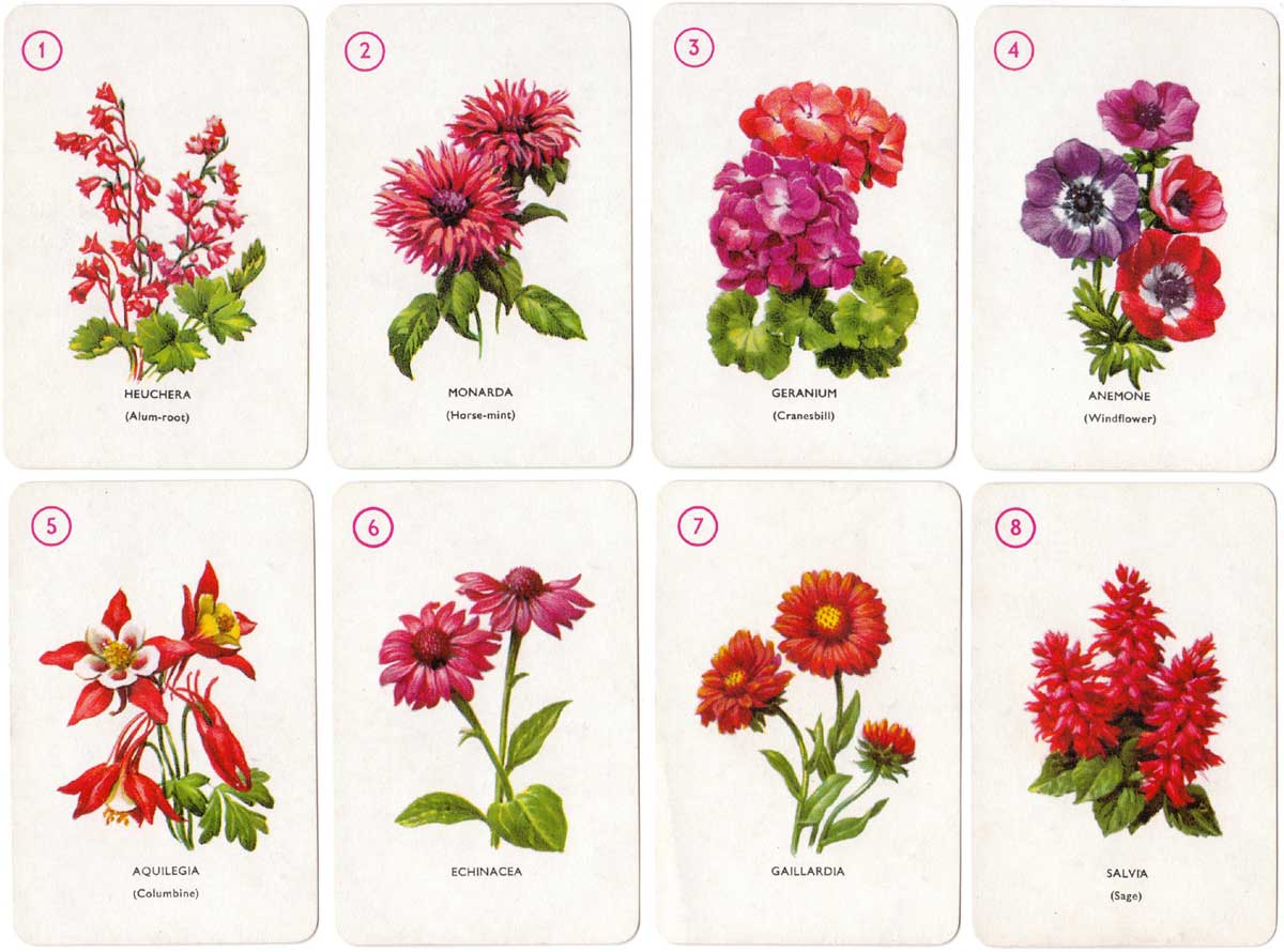 garden flowers - the world of playing cards