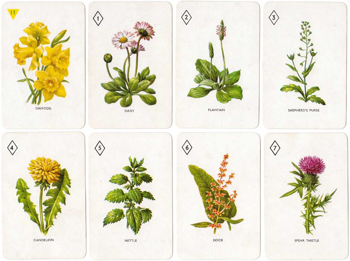 Garden Flowers card game designed by Dora Ratman, published by Pepys, 1961