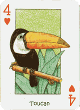 Toucan
