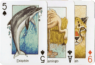 Dolphin, Flamingo, Cheetah