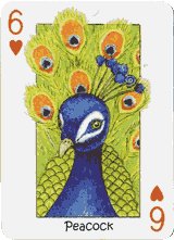 Peacock