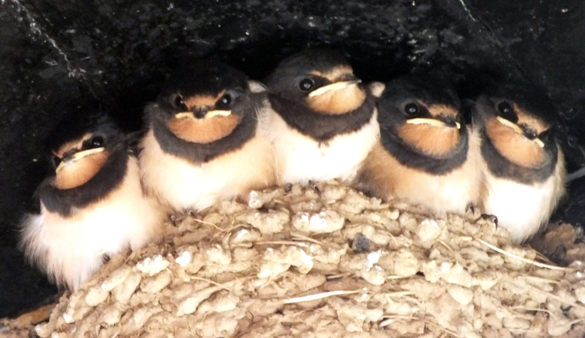 Five fledgling swallows, Cemaes Bay, Anglesey, 2015