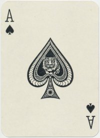 565-tiger