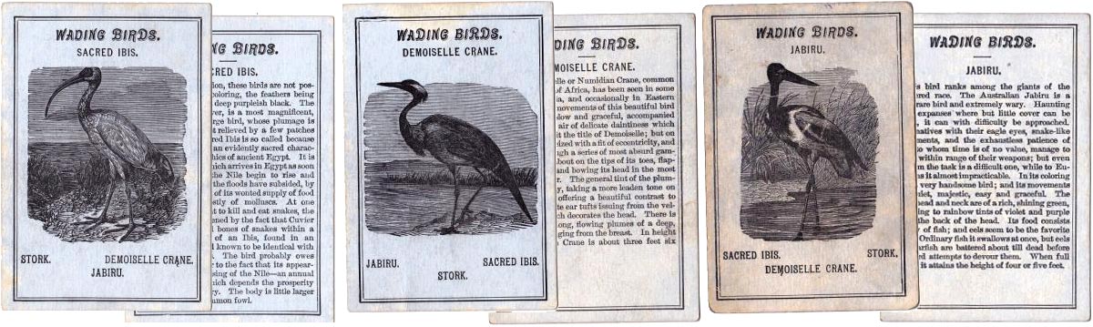 Avilude or Game of Birds published by West & Lee, Worcester, Mass, c.1880